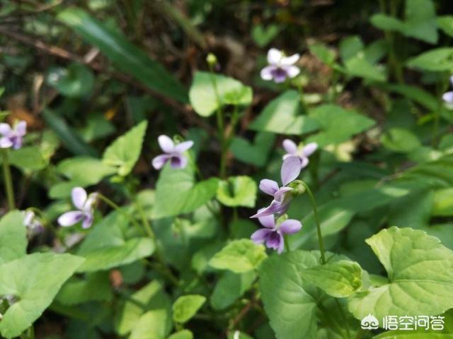 你知道农村里哪几种植物有好听的名字？