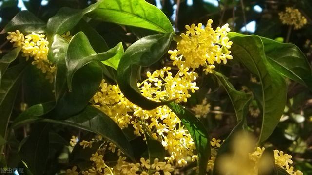 门前栽植这5种树，不仅春有花夏有荫秋有果，邻居路人看了也羡慕