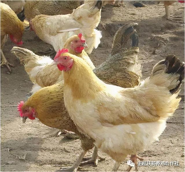 常见的鸡的品种有哪些？