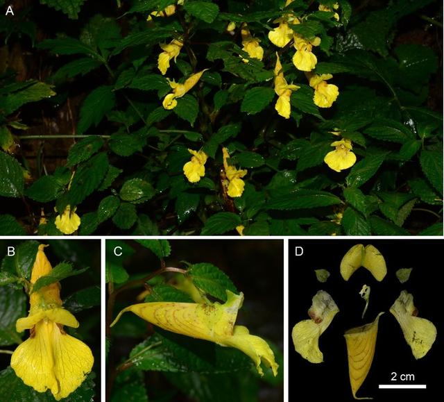 共建地球生命共同体丨我国科研人员发现3种凤仙花属植物新物种