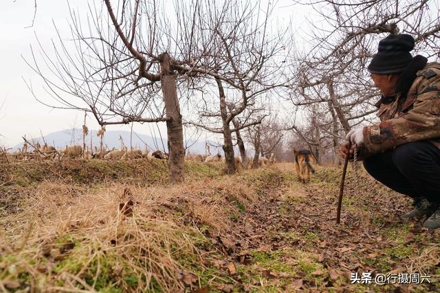 狼犬屡教不改接连咬死三只羊，6旬大叔无奈惩戒它3年，怎么回事