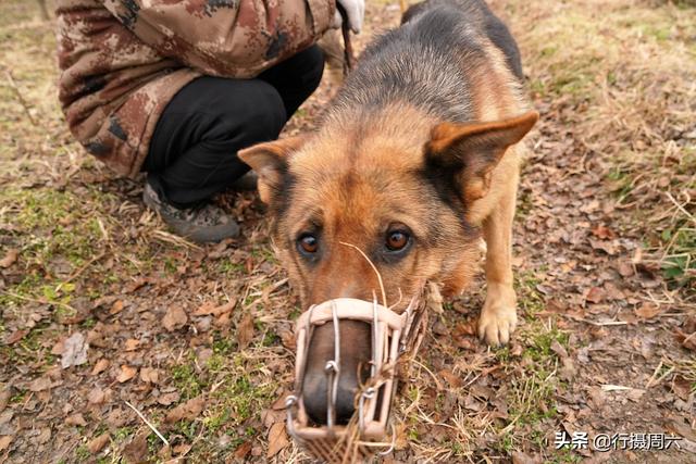 狼犬屡教不改接连咬死三只羊，6旬大叔无奈惩戒它3年，怎么回事