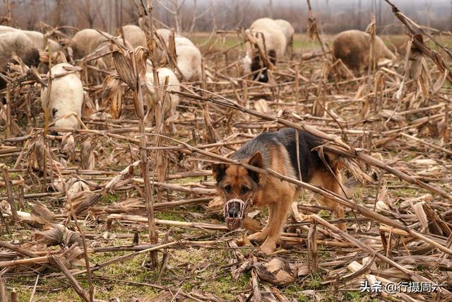 狼犬屡教不改接连咬死三只羊，6旬大叔无奈惩戒它3年，怎么回事