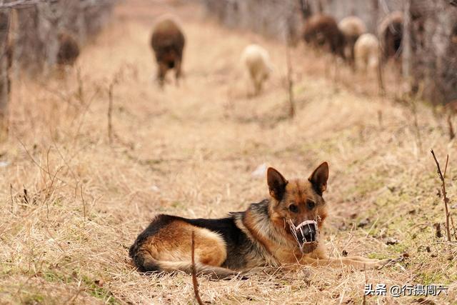 狼犬屡教不改接连咬死三只羊，6旬大叔无奈惩戒它3年，怎么回事