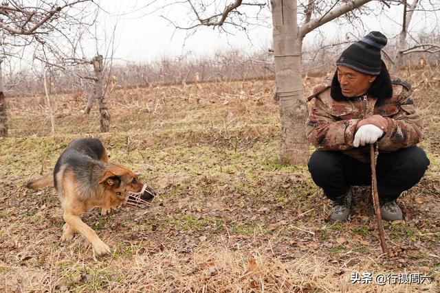 狼犬屡教不改接连咬死三只羊，6旬大叔无奈惩戒它3年，怎么回事