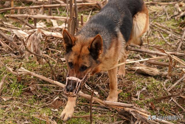 狼犬屡教不改接连咬死三只羊，6旬大叔无奈惩戒它3年，怎么回事