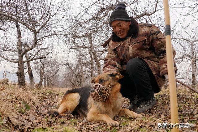 狼犬屡教不改接连咬死三只羊，6旬大叔无奈惩戒它3年，怎么回事