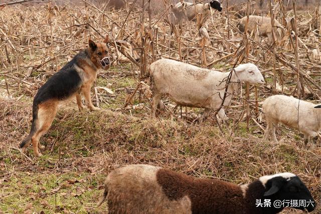 狼犬屡教不改接连咬死三只羊，6旬大叔无奈惩戒它3年，怎么回事