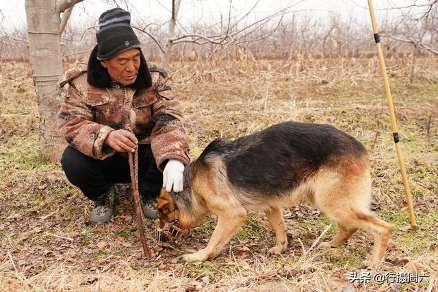 狼犬屡教不改接连咬死三只羊，6旬大叔无奈惩戒它3年，怎么回事