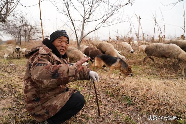 狼犬屡教不改接连咬死三只羊，6旬大叔无奈惩戒它3年，怎么回事