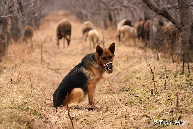 狼犬屡教不改接连咬死三只羊，6旬大叔无奈惩戒它3年，怎么回事