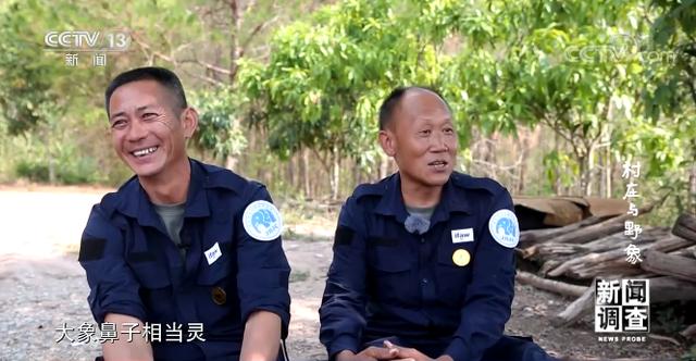 记者重访25年前备受野象困扰的云南小村庄，看看那里如今的模样