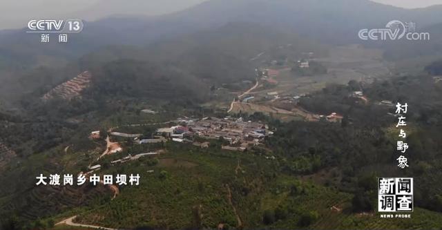 记者重访25年前备受野象困扰的云南小村庄，看看那里如今的模样