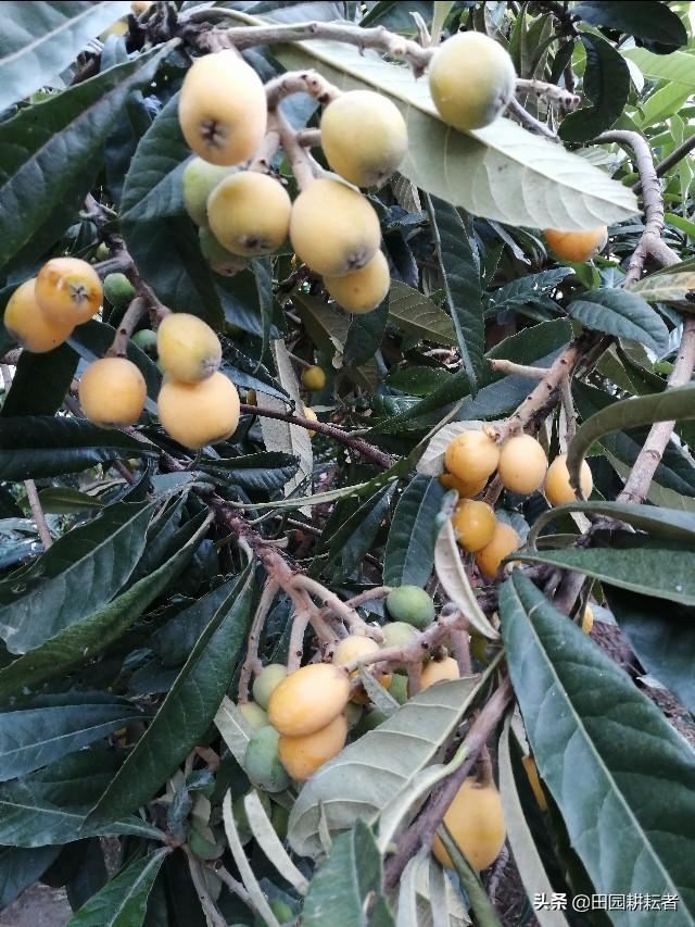 寻找乡村好药材，介绍一下你见过的中药材，可以吗？