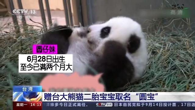 赠台大熊猫二胎宝宝取名“圆宝”