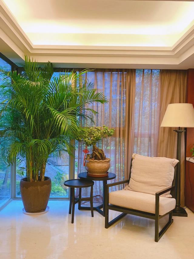 2021年，最流行的客厅绿植，高大贵气，派头足，你养过哪种？