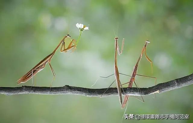 中国最美名字大全，存下来，给孙子孙女取名用得着！