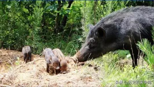 为什么代表多子多福的猪变成了懒惰贪吃的代名词？