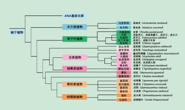 心有萌虎，细品草木丨笺草释木丨大年初一