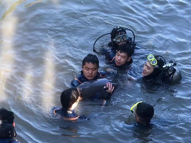 杭州南苕溪内“迷路”江豚被救上岸，运输过程中出现应激反应死亡