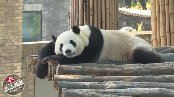 国宝来啦！8只大熊猫安家凤凰，心都要被它们萌化了
