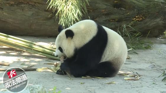 国宝来啦！8只大熊猫安家凤凰，心都要被它们萌化了