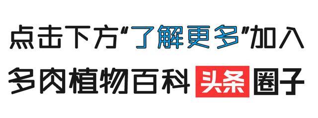 后宫多肉传2：佳丽们都是天生丽质？看看她们刚进宫的样子