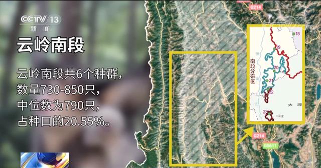 “雪山精灵”滇金丝猴数量增多 曾经的猎人何以获得猴群信任？