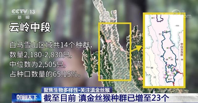 “雪山精灵”滇金丝猴数量增多 曾经的猎人何以获得猴群信任？