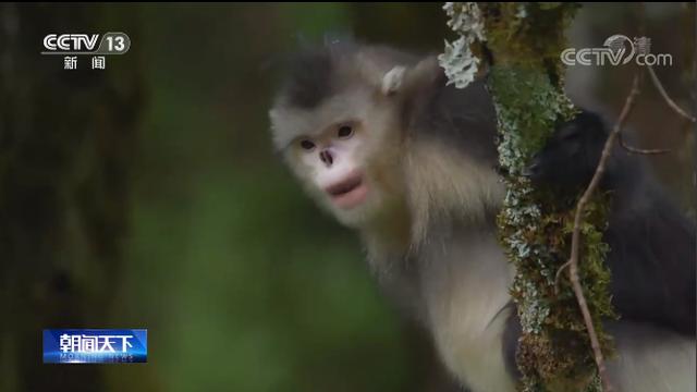 “雪山精灵”滇金丝猴数量增多 曾经的猎人何以获得猴群信任？