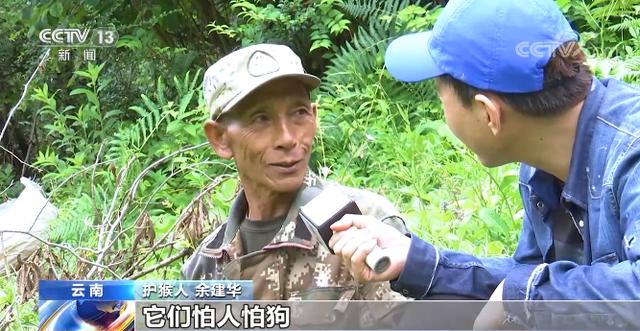 “雪山精灵”滇金丝猴数量增多 曾经的猎人何以获得猴群信任？