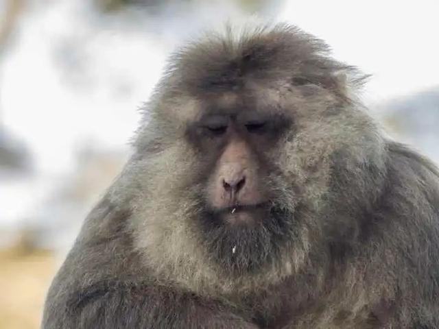难得一见！中国“最彪悍的猴子”，首次现身杭州