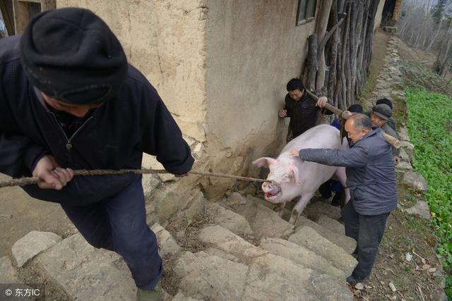 猪年说猪：同猪不同命，最后一头最幸福，同样是猪差别咋就这么大