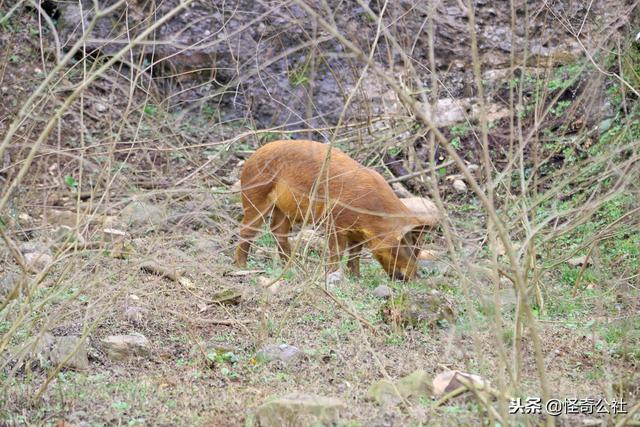 湖北宜昌：金猪传媒老总巧遇7只真金猪，狂拍380张图作纪念