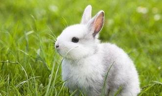 最爱干净的宠物兔名字大全长相可爱呆萌-可爱点