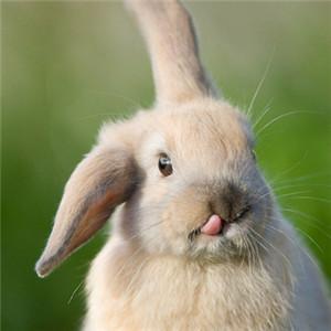 给宠物兔取名字雪白机警很灵巧-可爱点