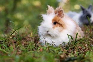神态灵动的宠物兔名字蹦跶蹦跶-可爱点