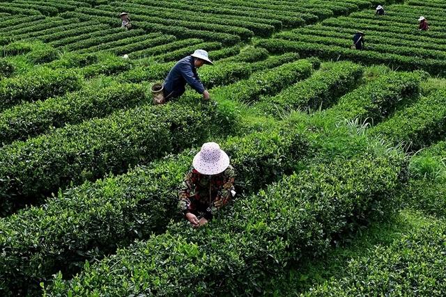 茶贝村，传说得名与刘秀有关？——襄阳有趣的地名35